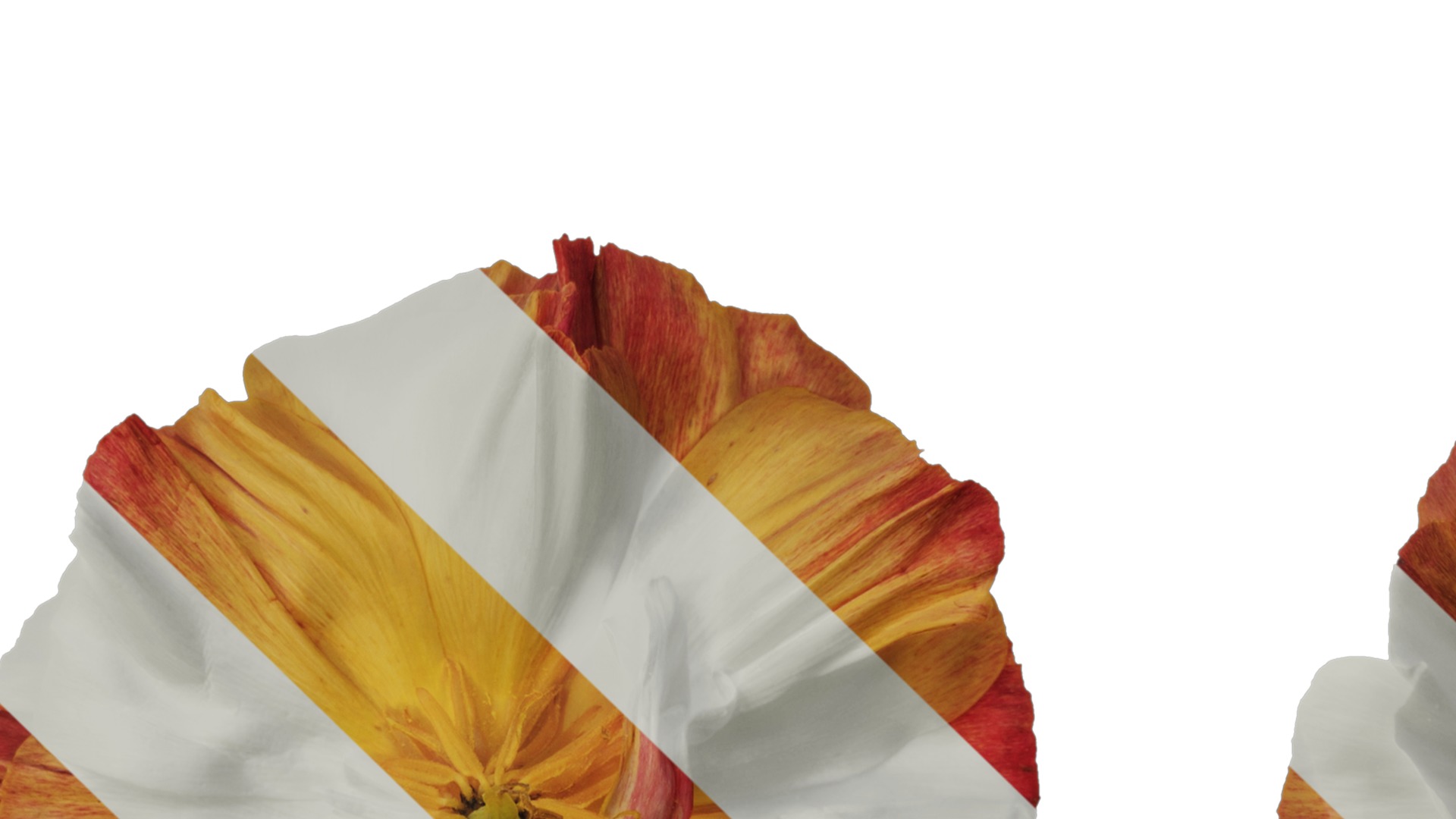 Anydrafts Eschscholzia californica Flower 09 Texture_1