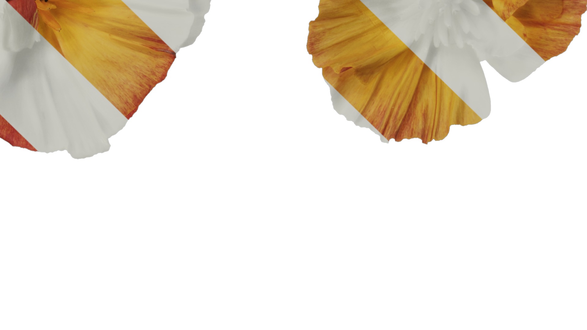 Anydrafts Eschscholzia californica Flower 09 Texture_4