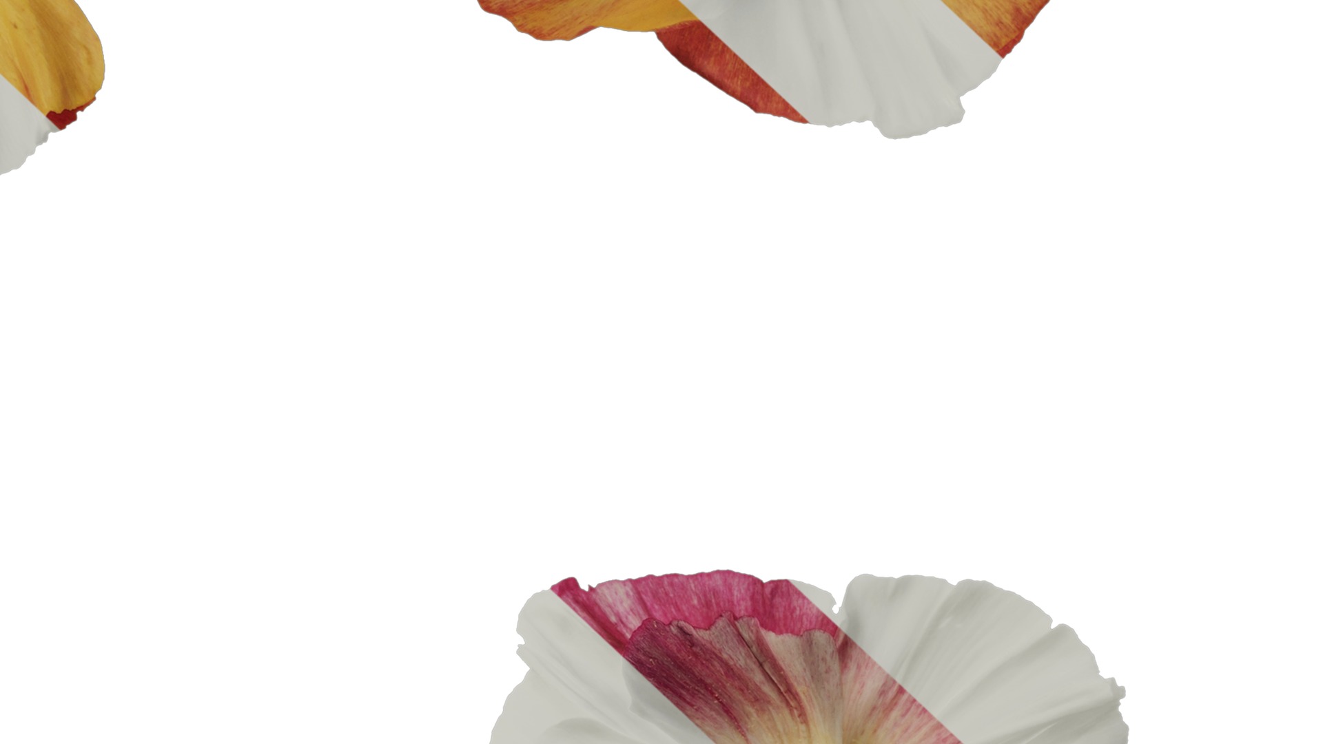 Anydrafts Eschscholzia californica Flower 09 Texture_7