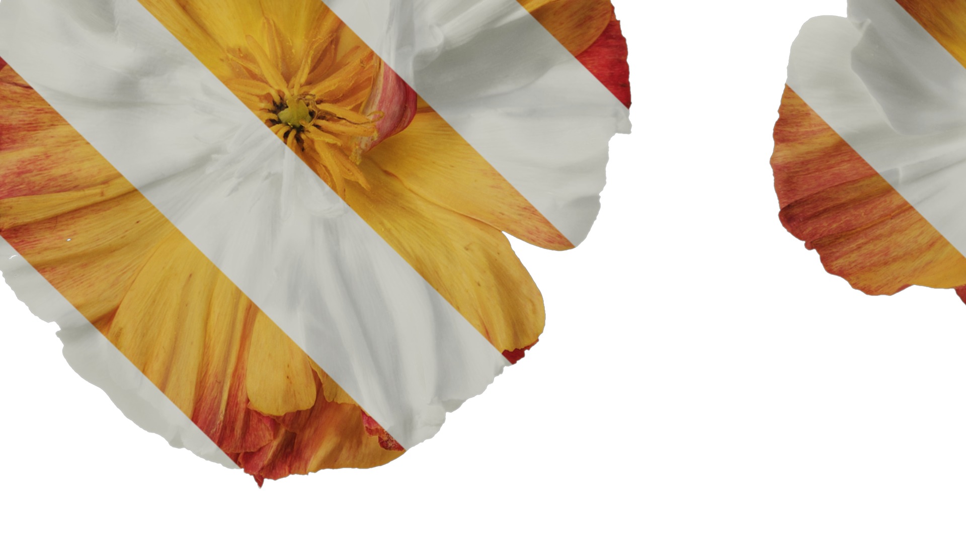 Anydrafts Eschscholzia californica Flower 09 Texture_3