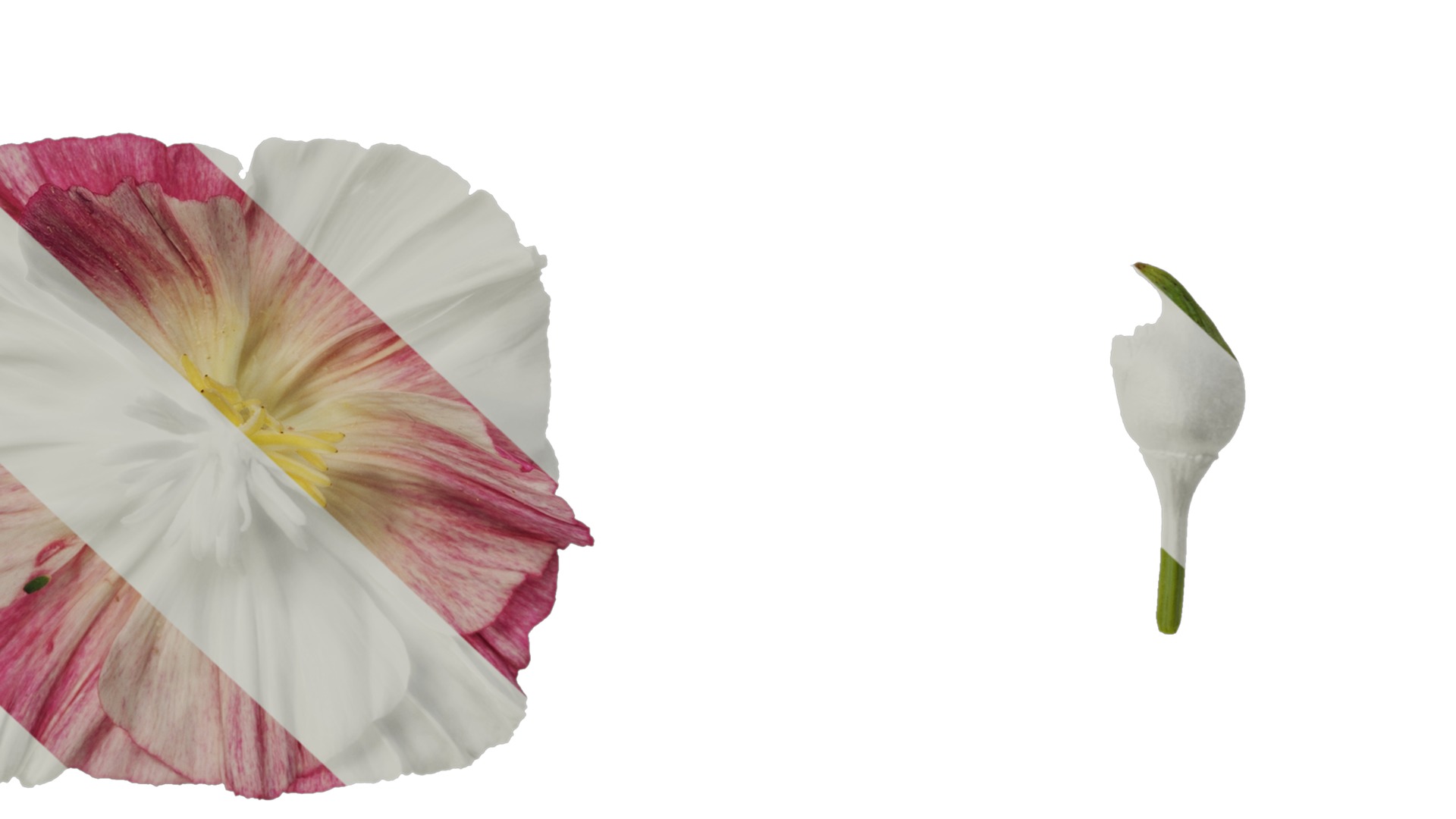 Anydrafts Eschscholzia californica Flower 09 Texture_6