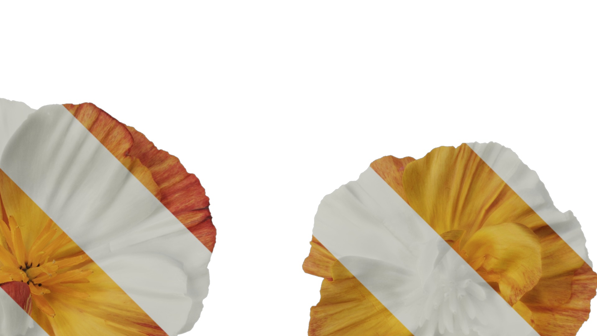 Anydrafts Eschscholzia californica Flower 09 Texture_2