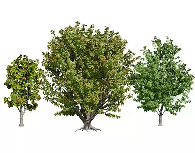 Rubber Tree 3D Model Pack