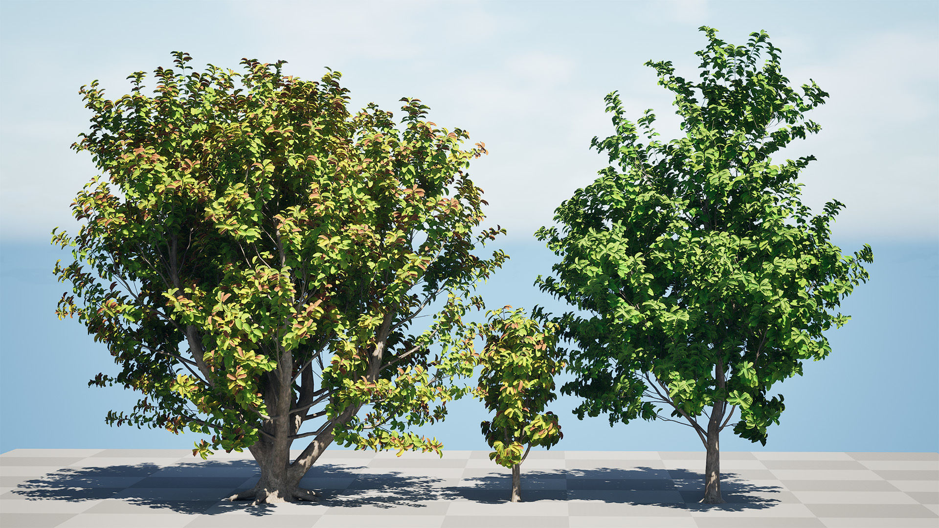 Tree Material 3d 3D model Rubber Tree 3D Model Pack VR / AR / low-poly | CGTrader
