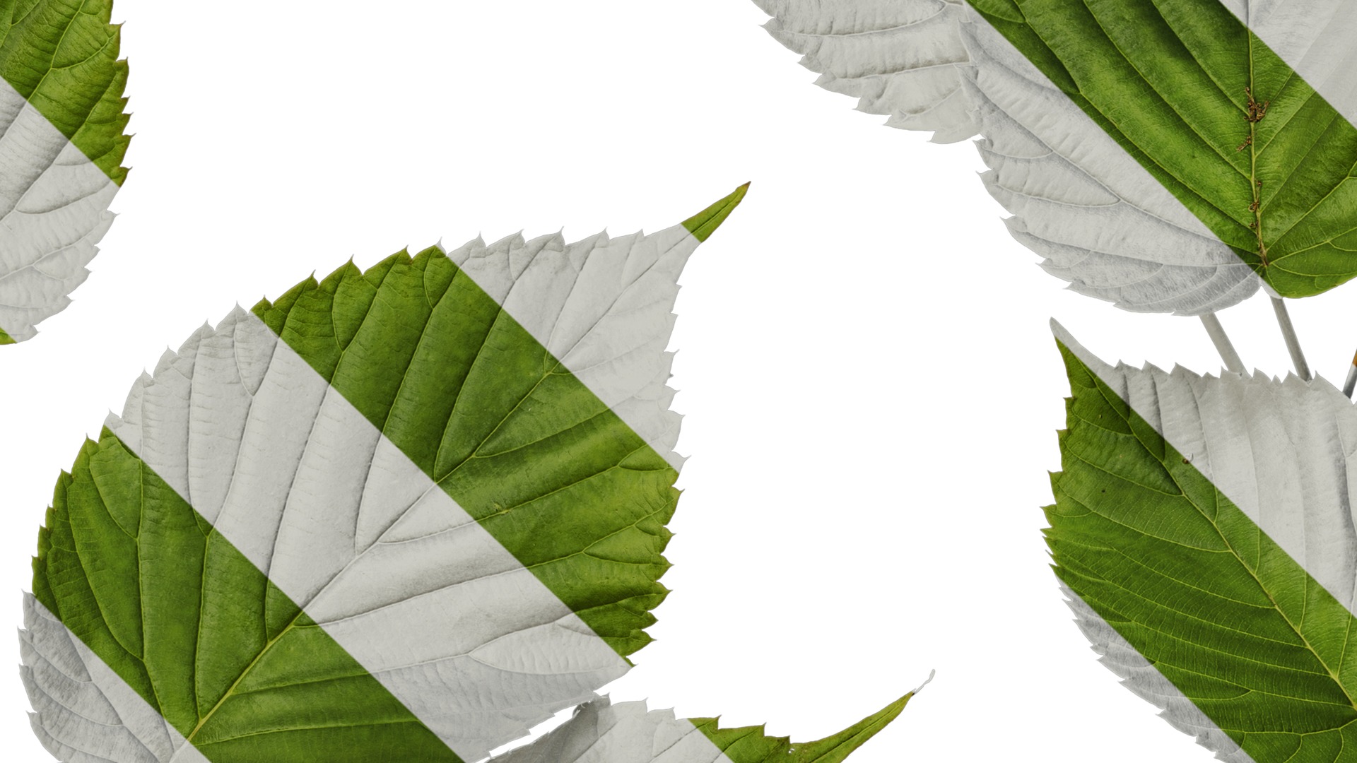 Anydrafts Davidia involucrata Atlas 03 Texture_7