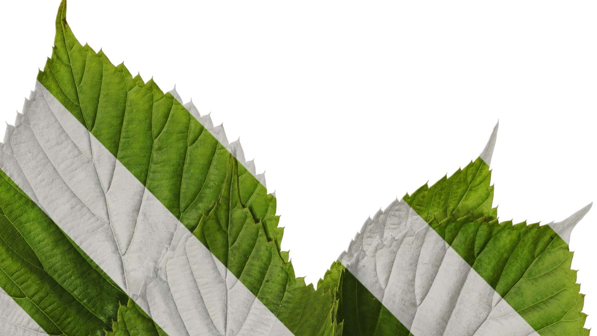 Anydrafts Davidia involucrata Atlas 03 Texture_2