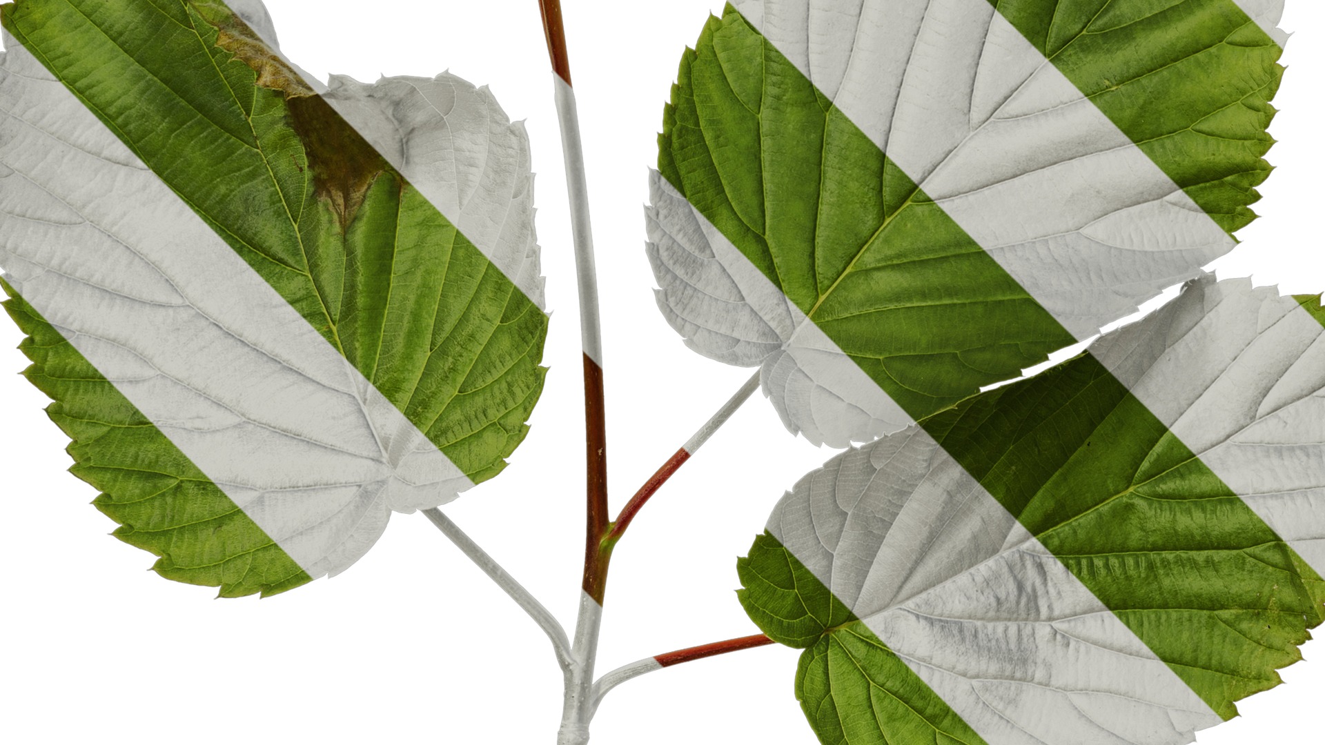 Anydrafts Davidia involucrata Atlas 03 Texture_5