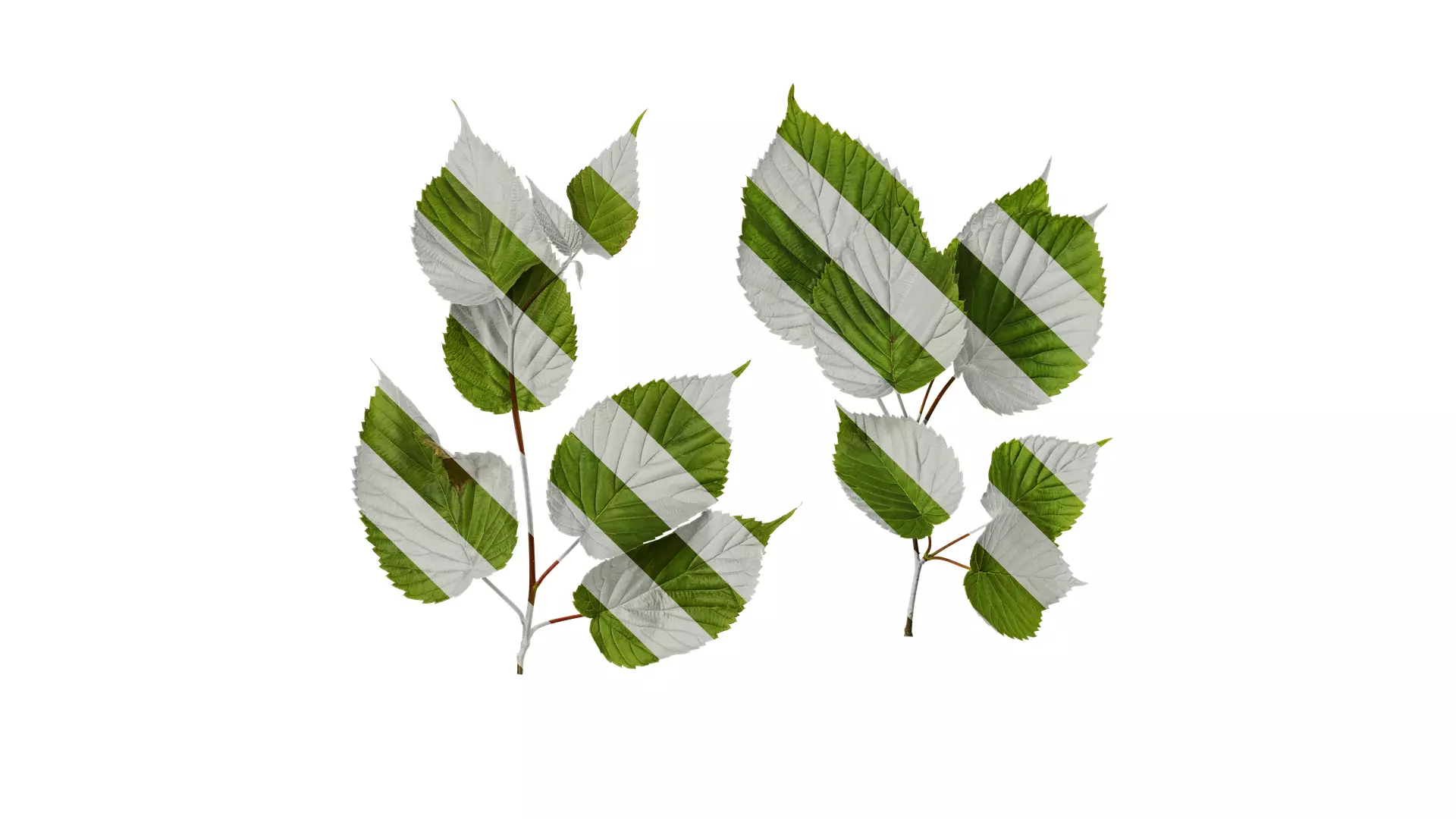 Anydrafts Davidia involucrata Atlas 03 Texture_0