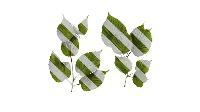 Anydrafts Davidia involucrata Atlas 03