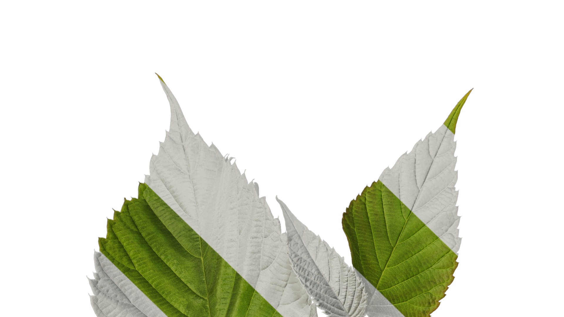 Anydrafts Davidia involucrata Atlas 03 Texture_1