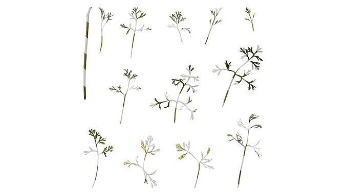 Anydrafts Eschscholzia californica Leaf 02 Texture