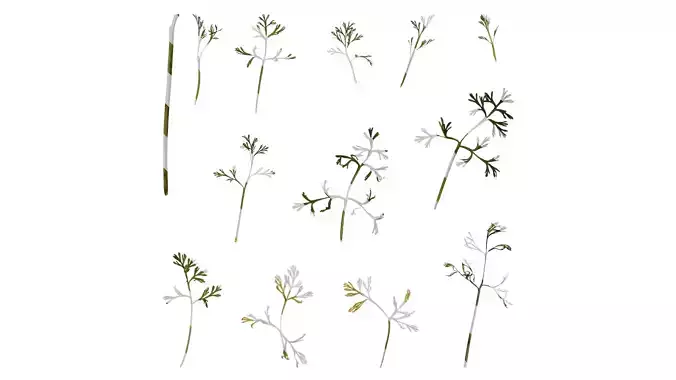 Anydrafts Eschscholzia californica Leaf 02