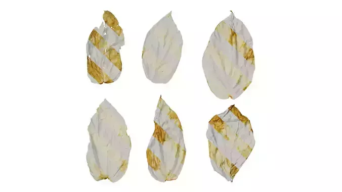 Anydrafts Davidia involucrata Flower 01 Texture