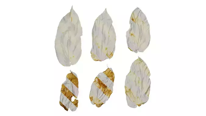 Anydrafts Davidia involucrata Flower 04