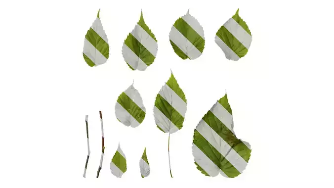 Anydrafts Davidia involucrata Leaf 02