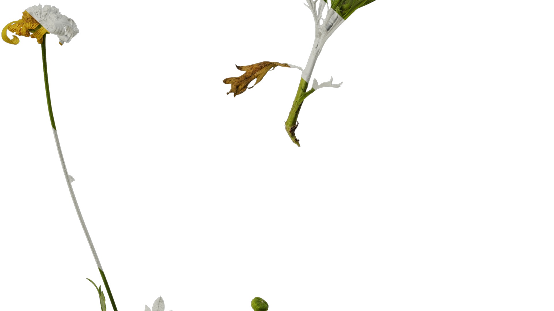 Anydrafts Euryops chrysanthemoides Atlas 05 Texture_6