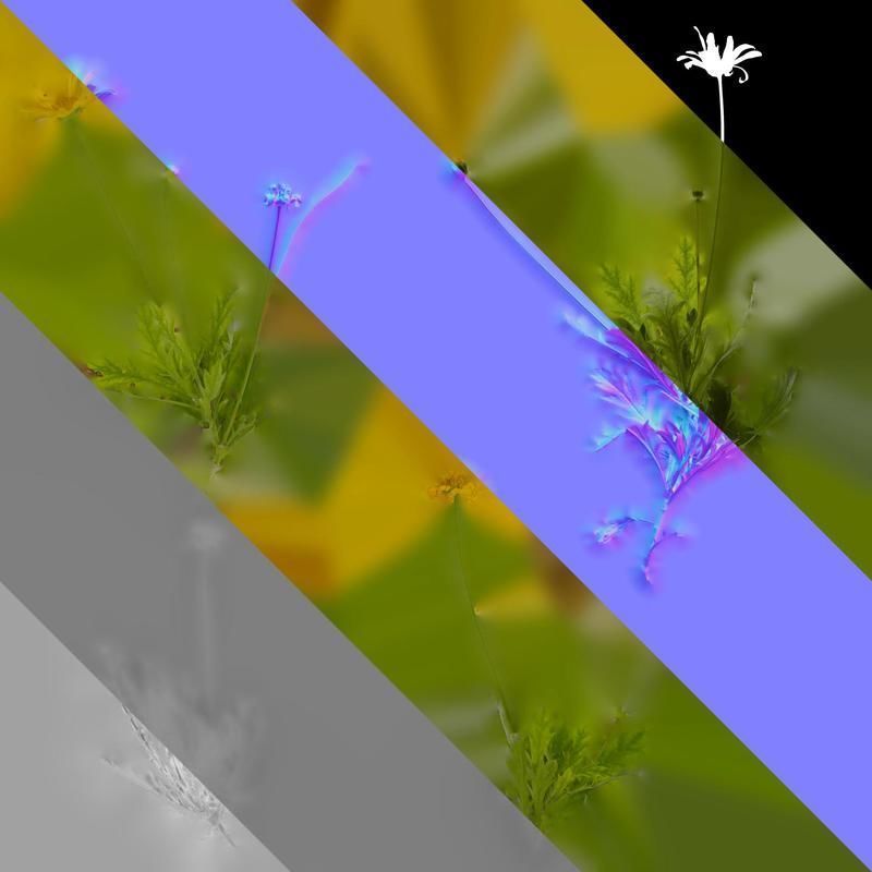 Anydrafts Euryops chrysanthemoides Atlas 05 Texture_8