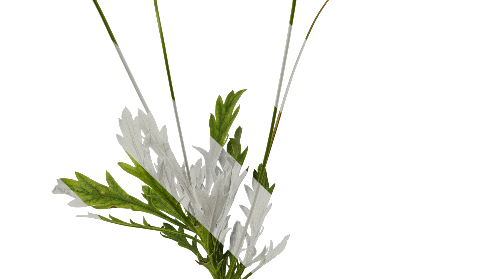 Anydrafts Euryops chrysanthemoides Atlas 05 Texture_3