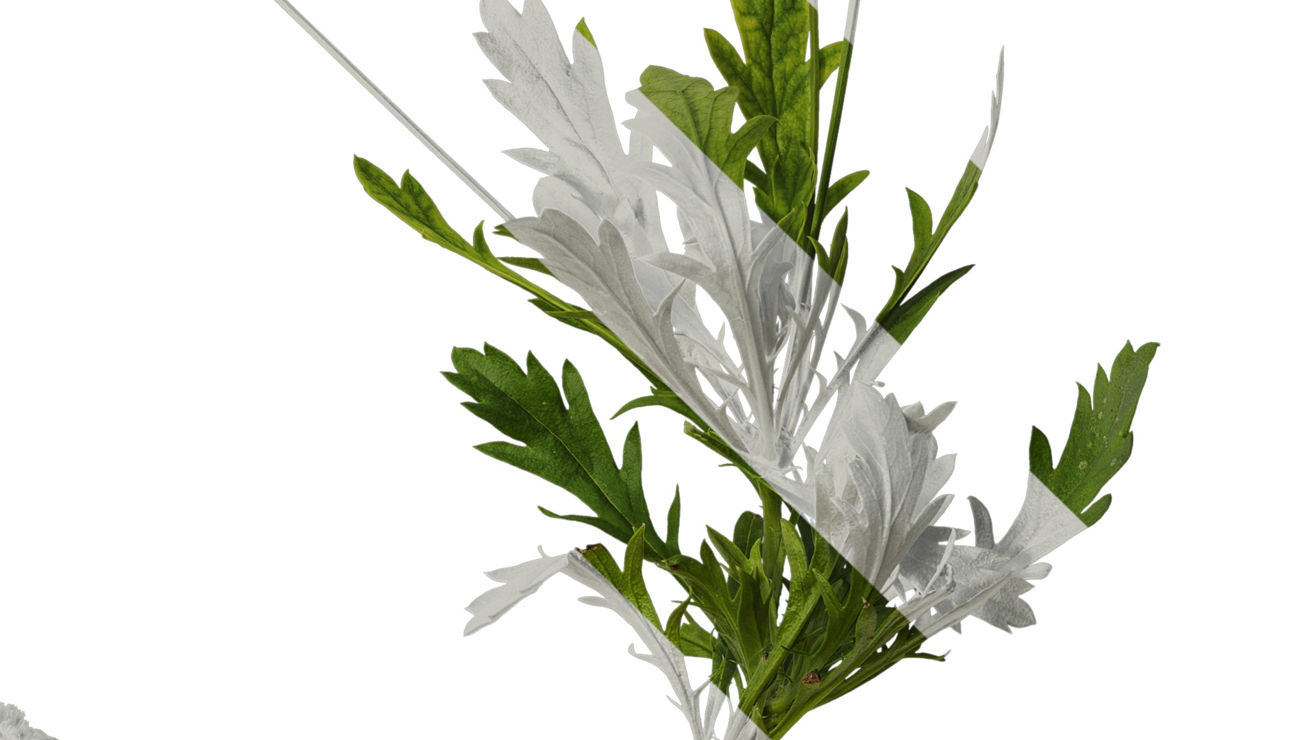 Anydrafts Euryops chrysanthemoides Atlas 05 Texture_4