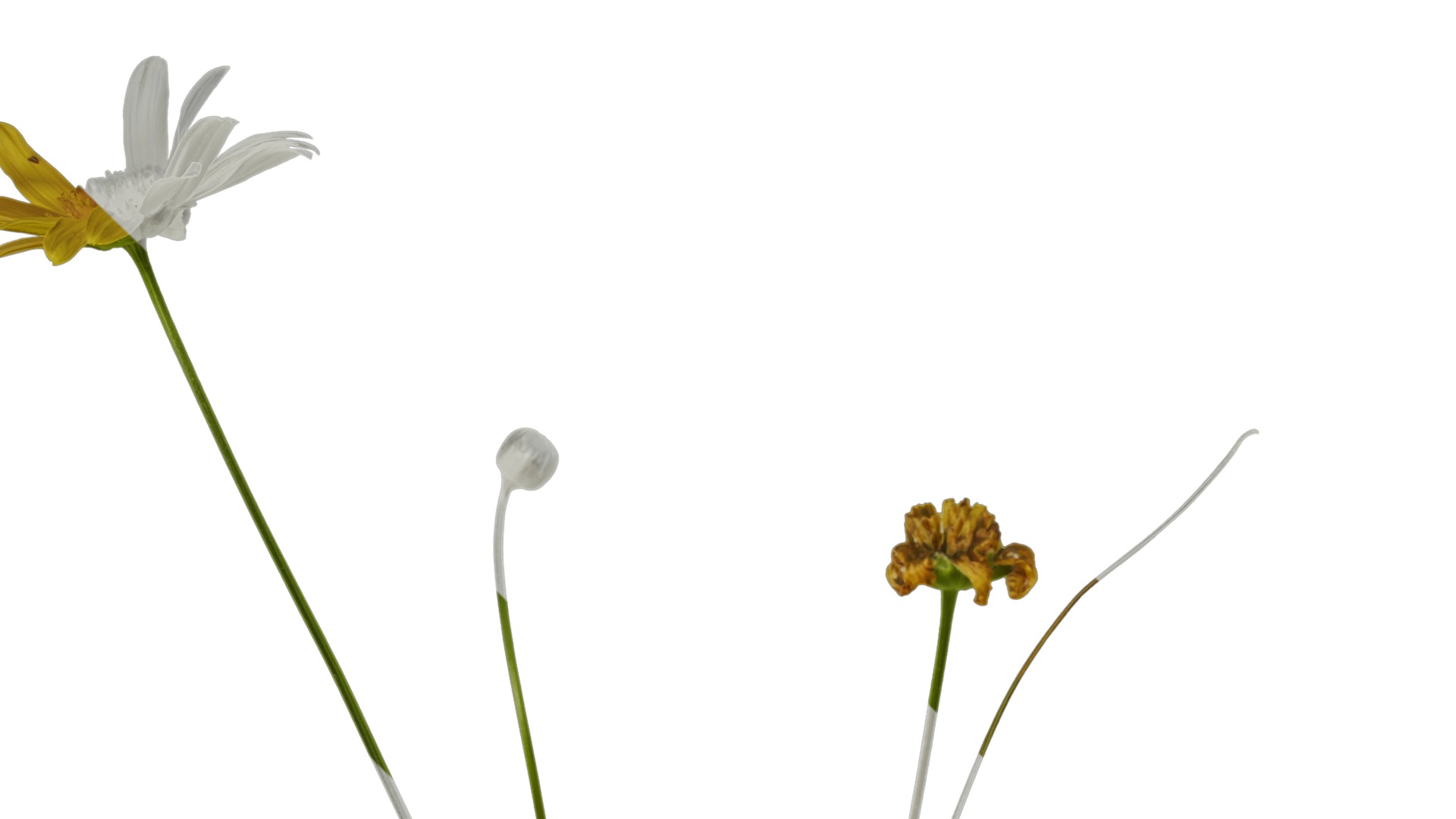 Anydrafts Euryops chrysanthemoides Atlas 05 Texture_1