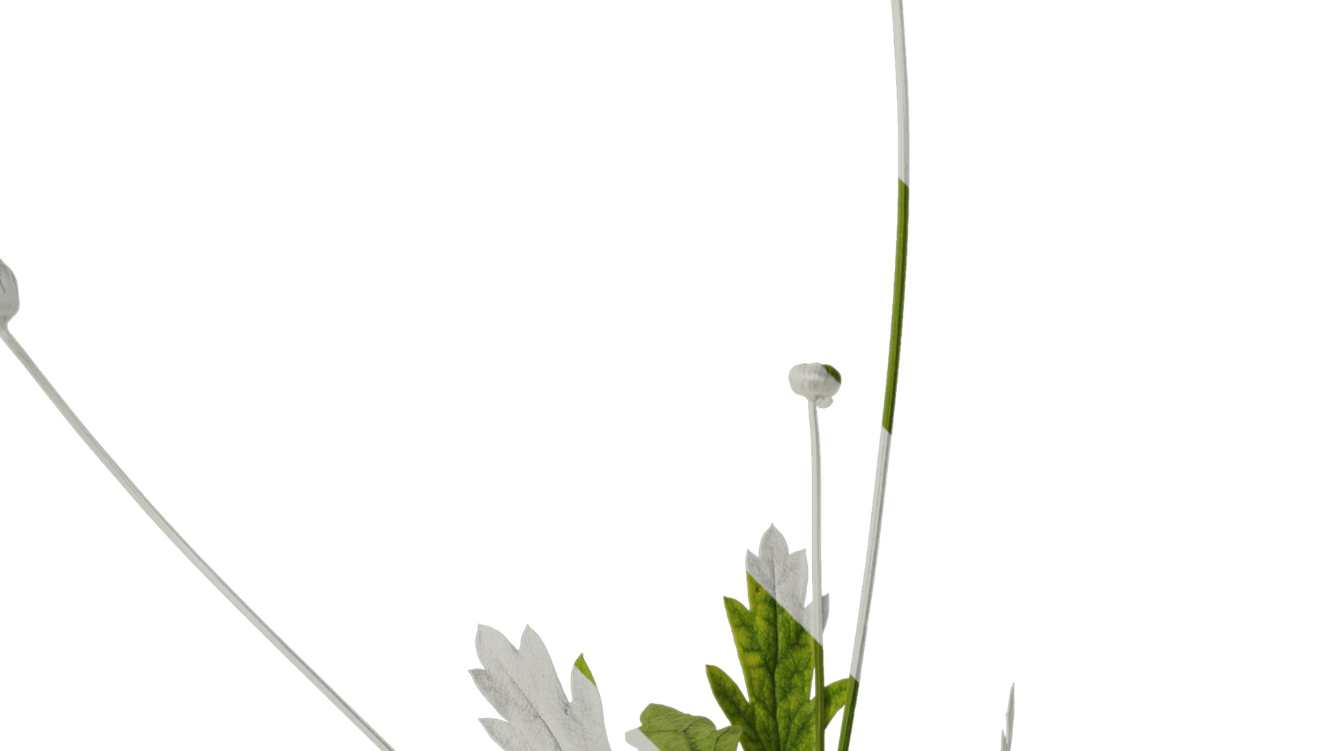 Anydrafts Euryops chrysanthemoides Atlas 05 Texture_2