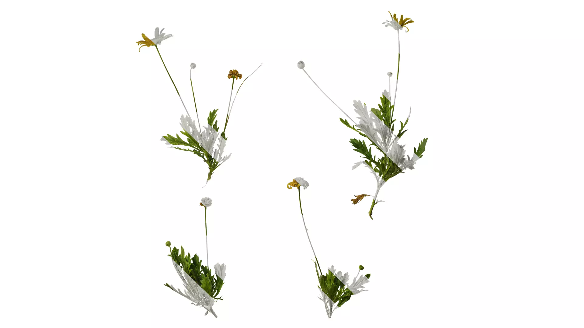 Anydrafts Euryops chrysanthemoides Atlas 05 Texture_0