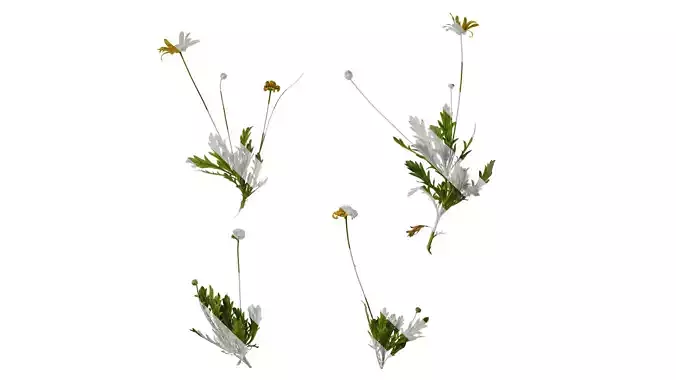 Anydrafts Euryops chrysanthemoides Atlas 05