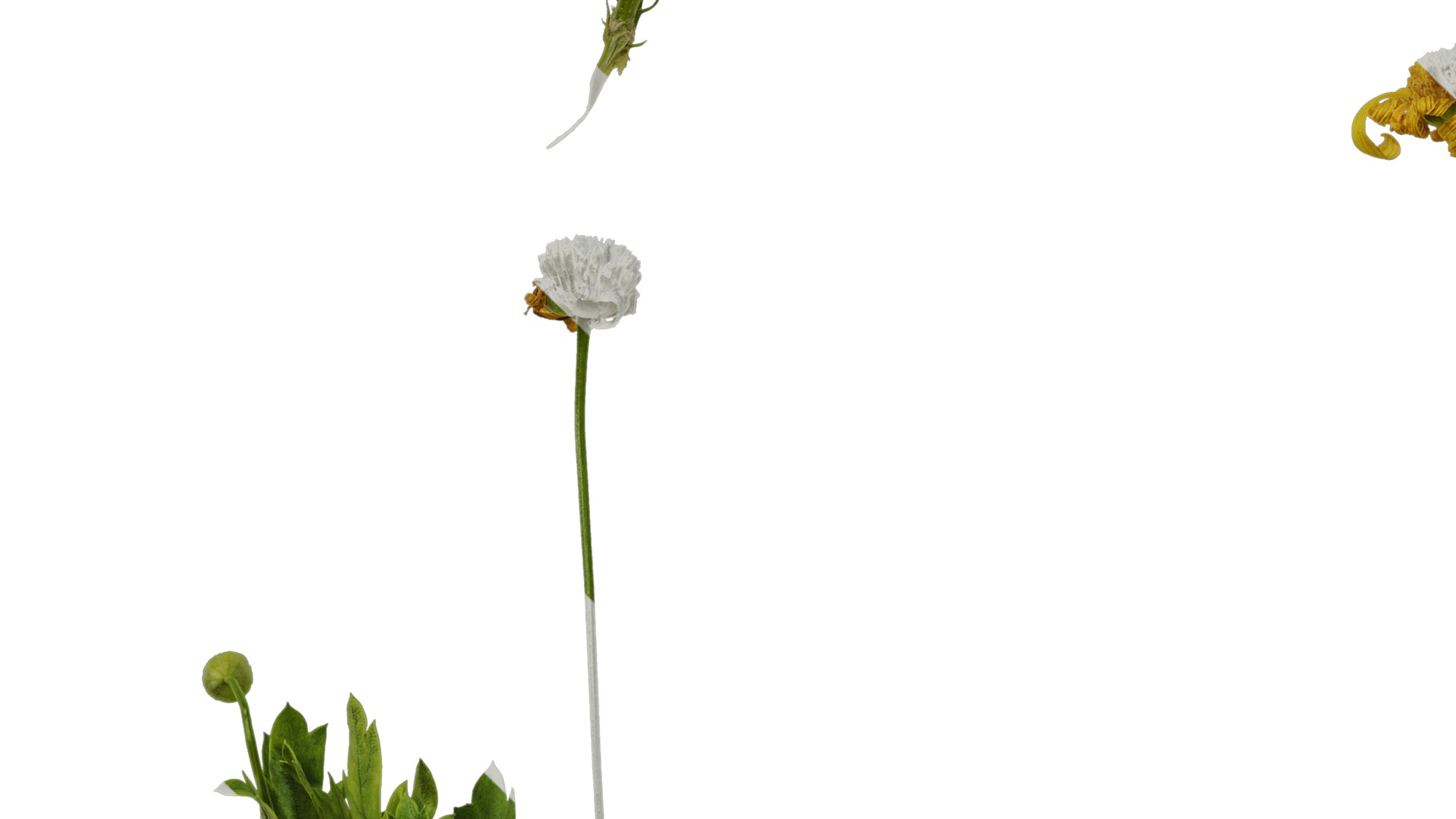 Anydrafts Euryops chrysanthemoides Atlas 05 Texture_5