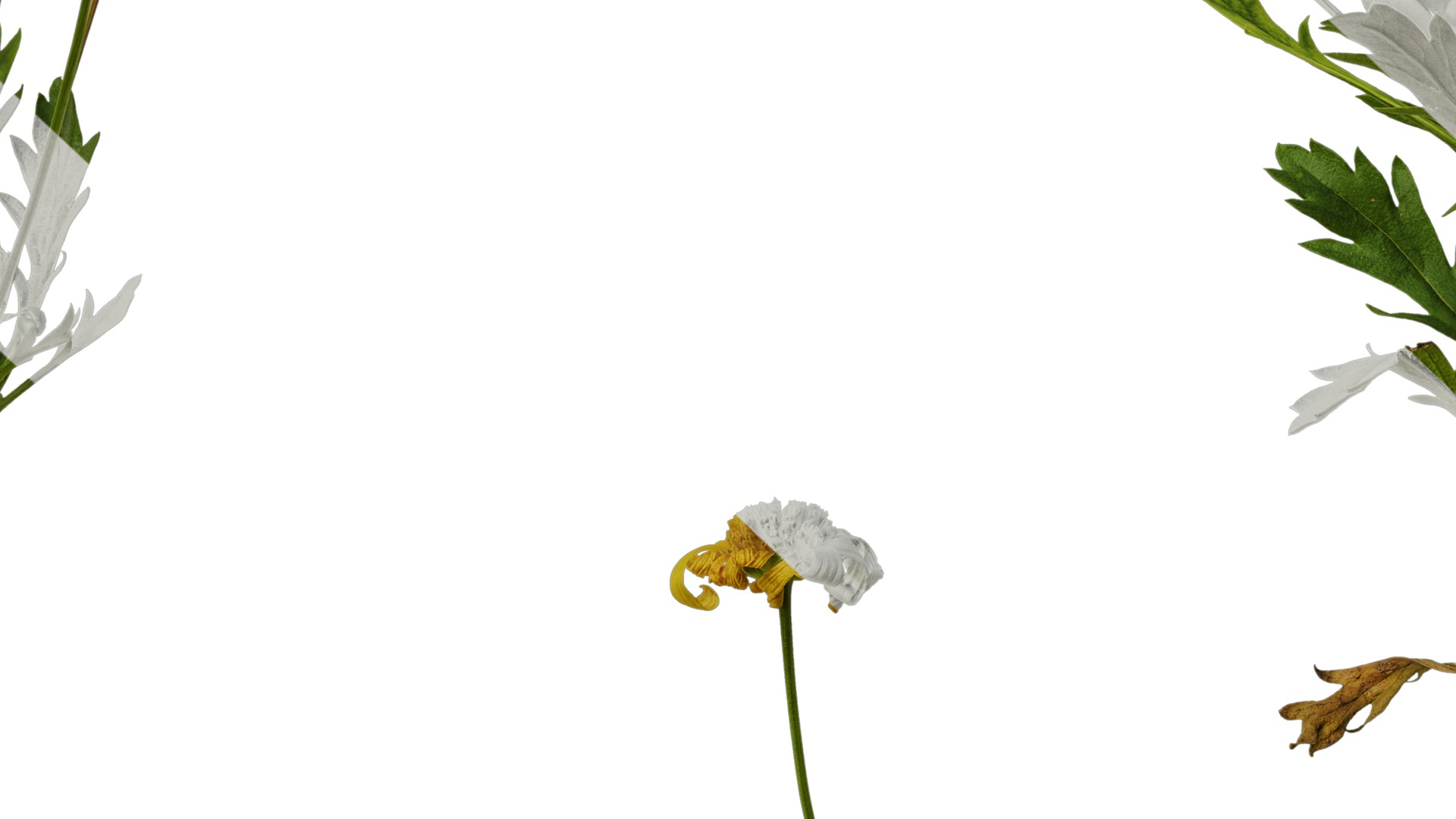 Anydrafts Euryops chrysanthemoides Atlas 05 Texture_7