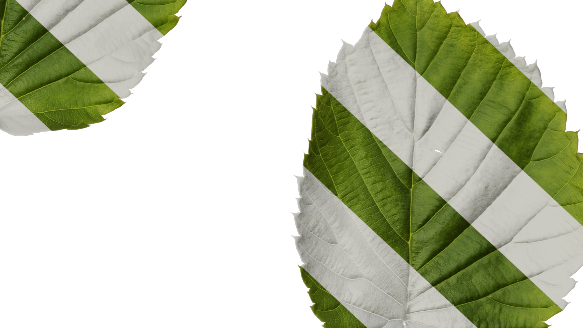 Anydrafts Davidia involucrata Leaf 03 Texture_6