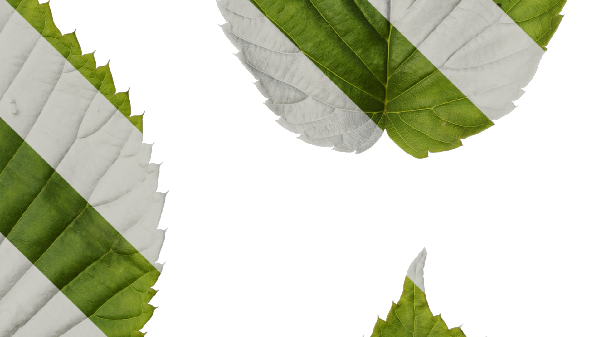 Anydrafts Davidia involucrata Leaf 03 Texture_4