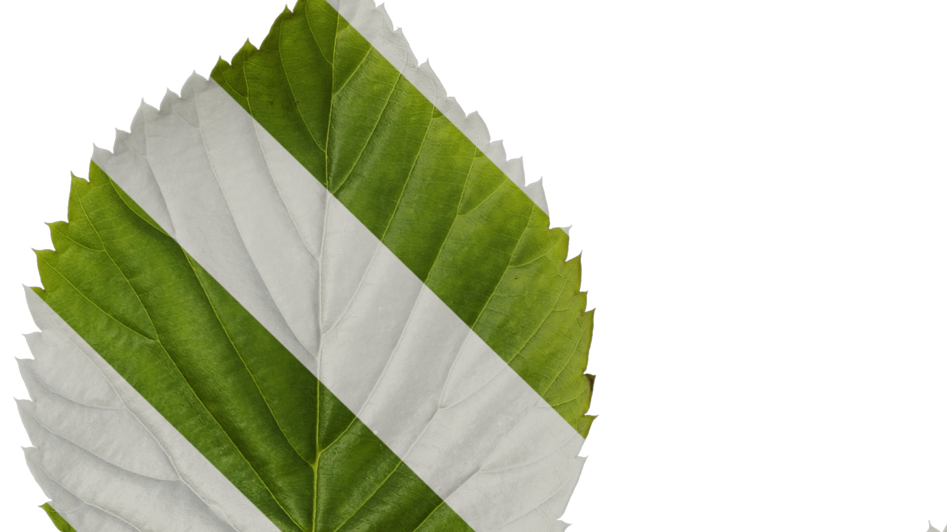 Anydrafts Davidia involucrata Leaf 03 Texture_1