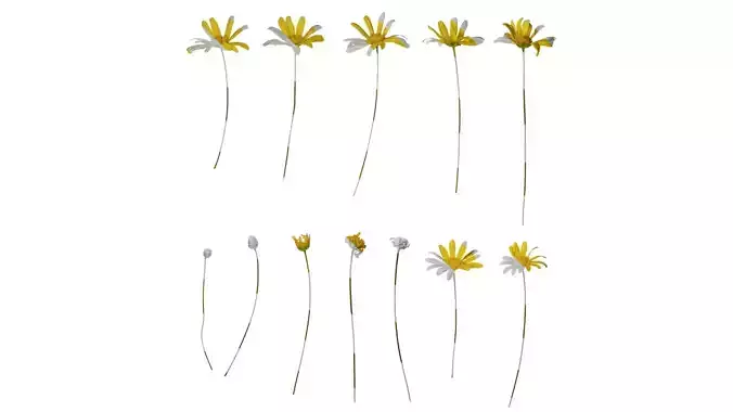 Anydrafts Euryops chrysanthemoides Flower 03