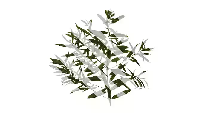 Anydrafts Debregeasia orientalis Atlas 03