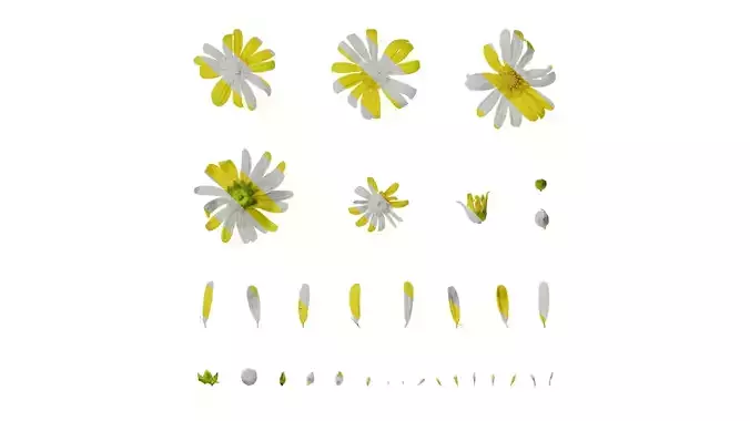 Anydrafts Euryops chrysanthemoides Flower 04