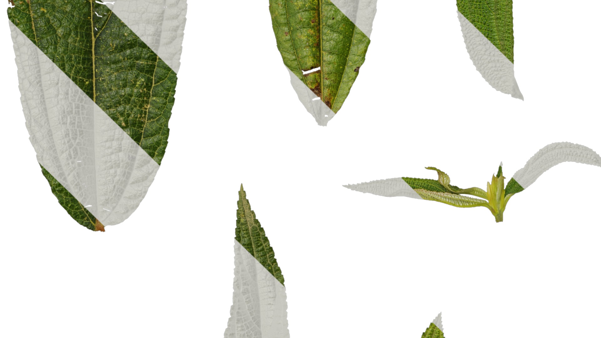 Anydrafts Debregeasia orientalis Leaf 01 Texture_5