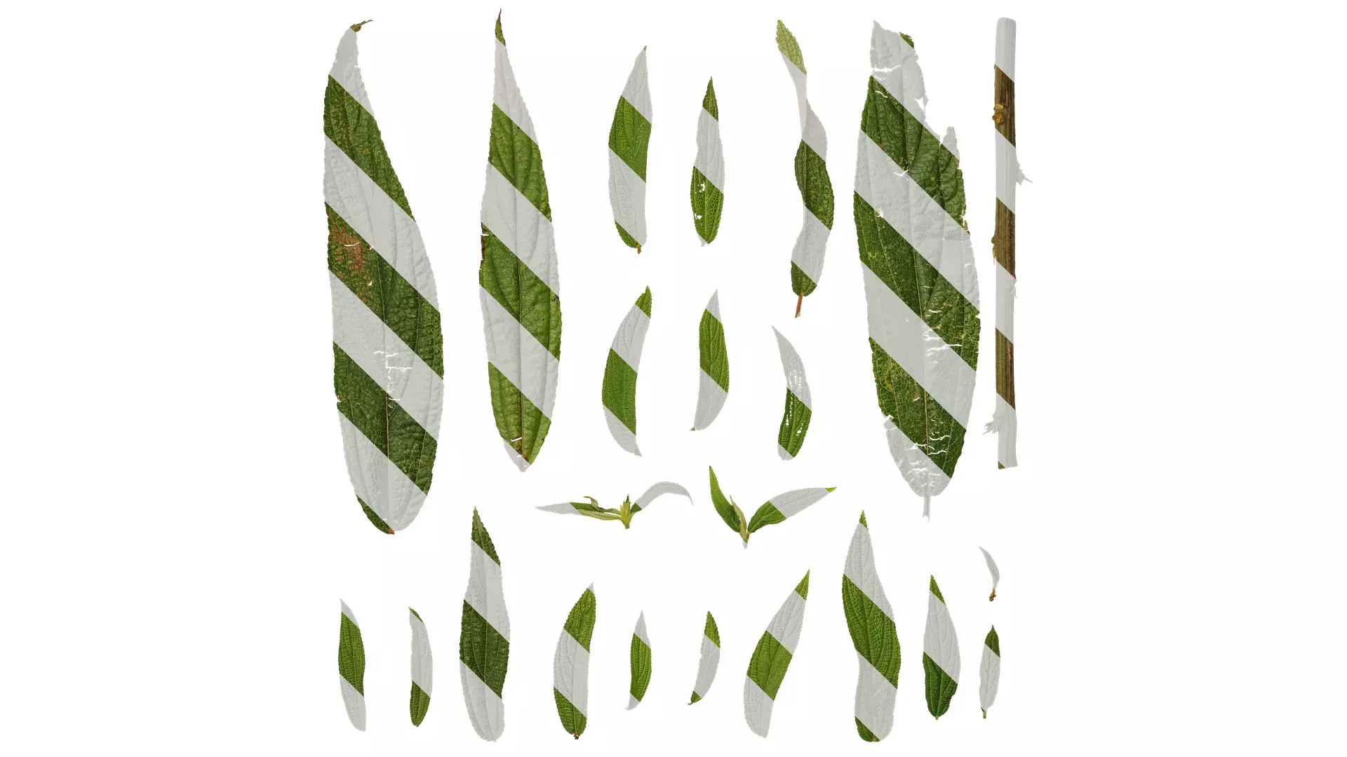 Anydrafts Debregeasia orientalis Leaf 01 Texture_0