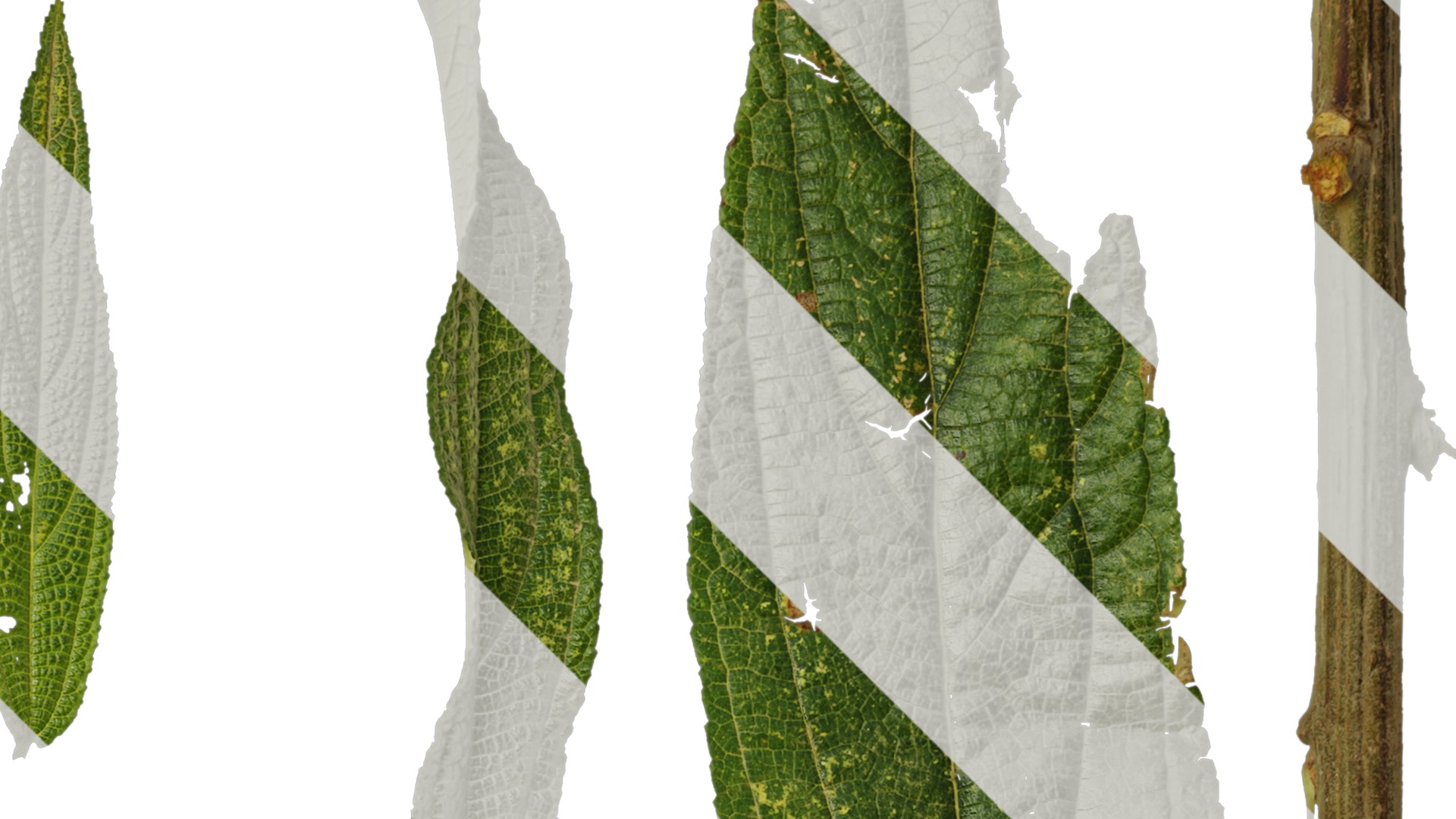 Anydrafts Debregeasia orientalis Leaf 01 Texture_2