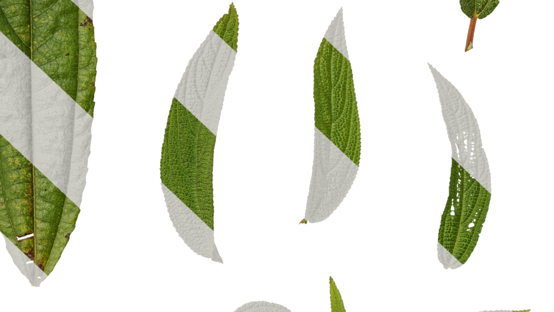 Anydrafts Debregeasia orientalis Leaf 01 Texture_7