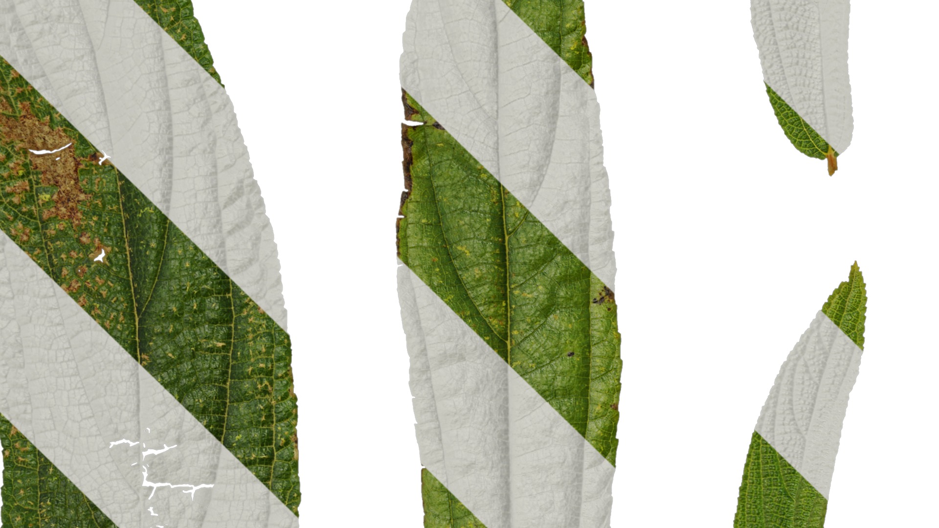 Anydrafts Debregeasia orientalis Leaf 01 Texture_3