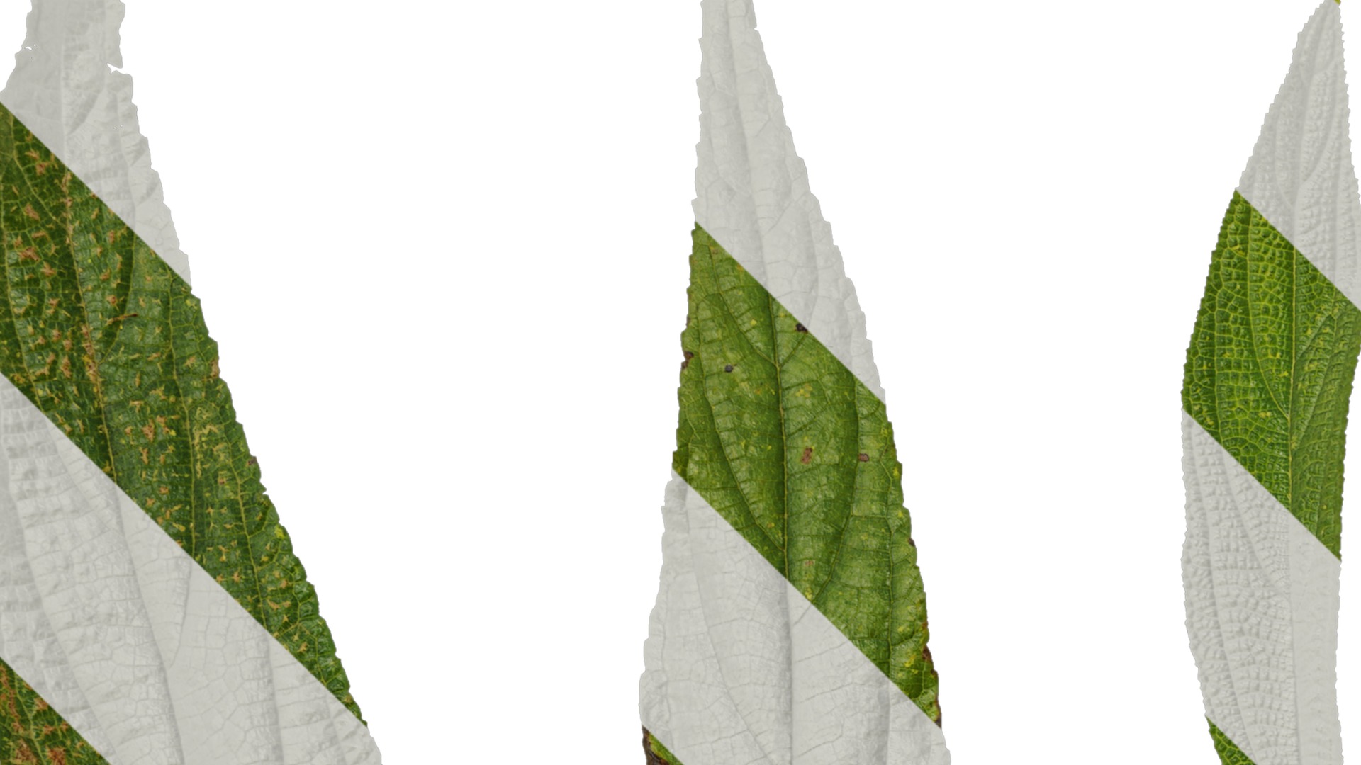 Anydrafts Debregeasia orientalis Leaf 01 Texture_1