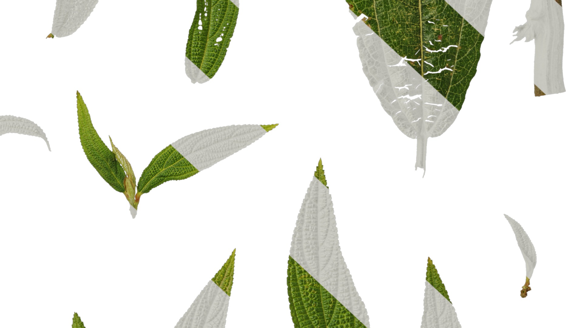 Anydrafts Debregeasia orientalis Leaf 01 Texture_6