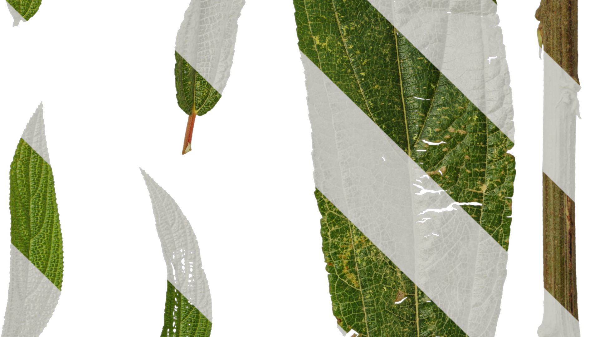 Anydrafts Debregeasia orientalis Leaf 01 Texture_4