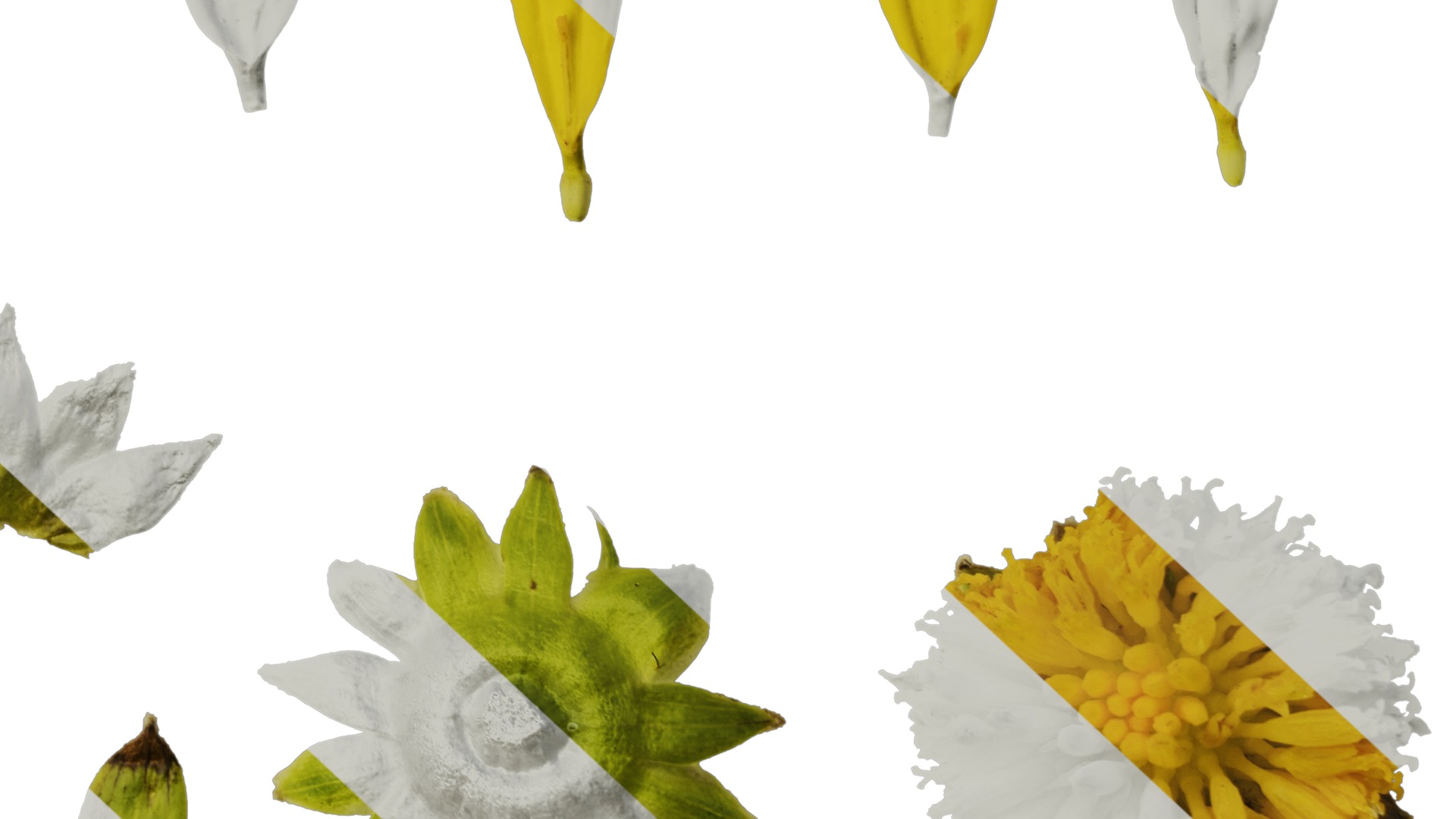 Anydrafts Euryops chrysanthemoides Flower 05 Texture_6