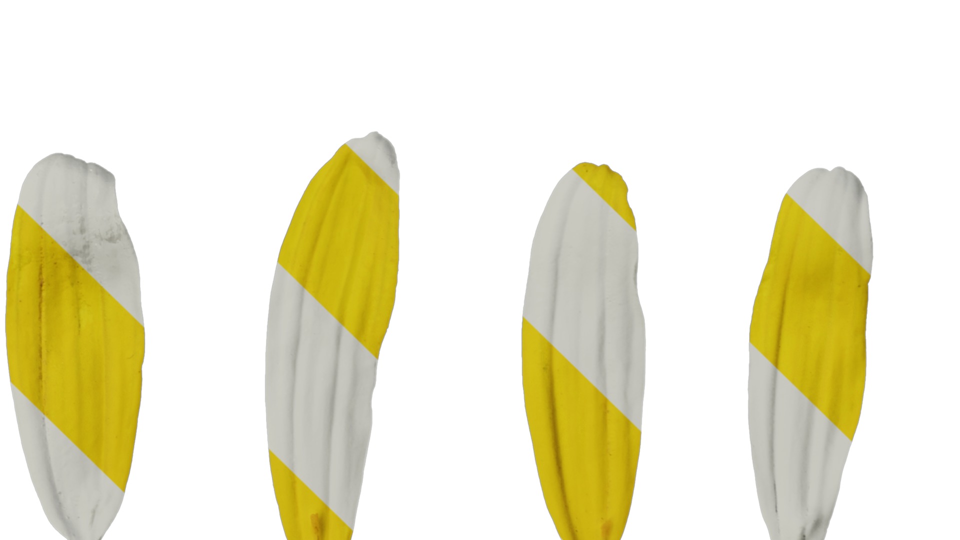 Anydrafts Euryops chrysanthemoides Flower 05 Texture_4