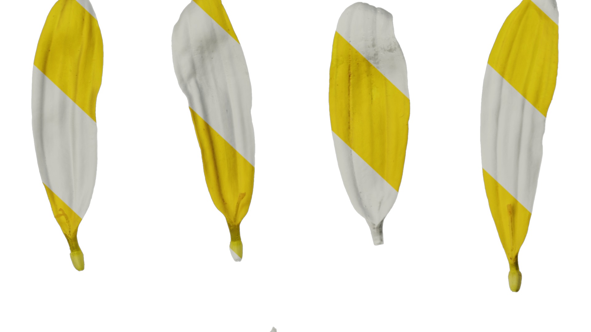 Anydrafts Euryops chrysanthemoides Flower 05 Texture_7