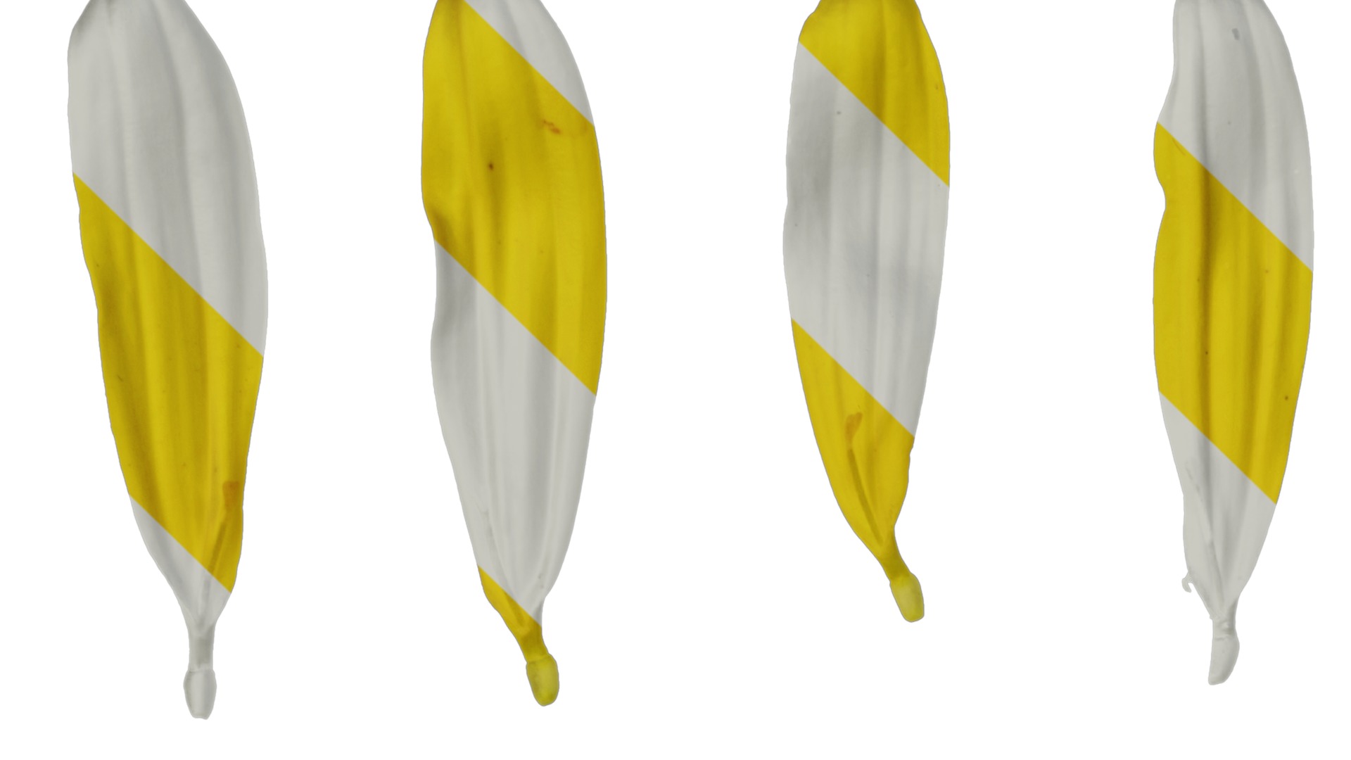 Anydrafts Euryops chrysanthemoides Flower 05 Texture_1