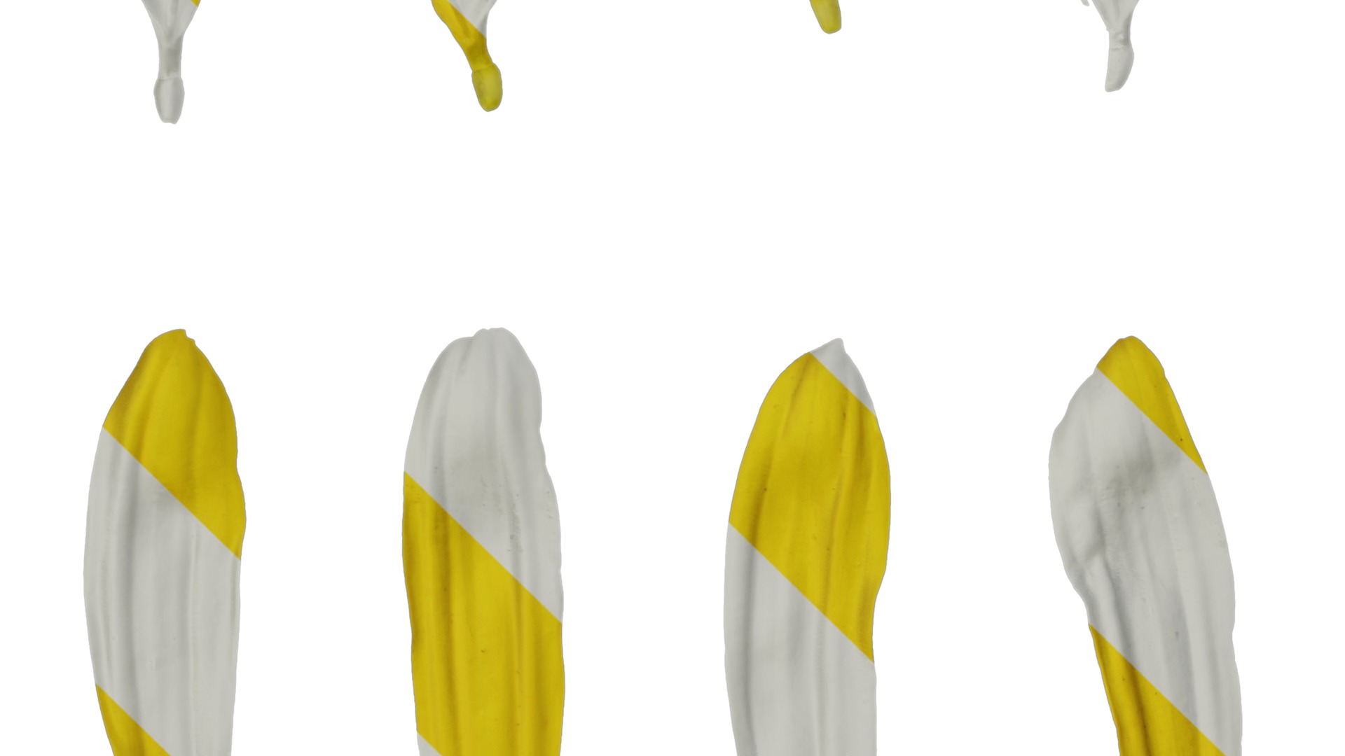 Anydrafts Euryops chrysanthemoides Flower 05 Texture_3