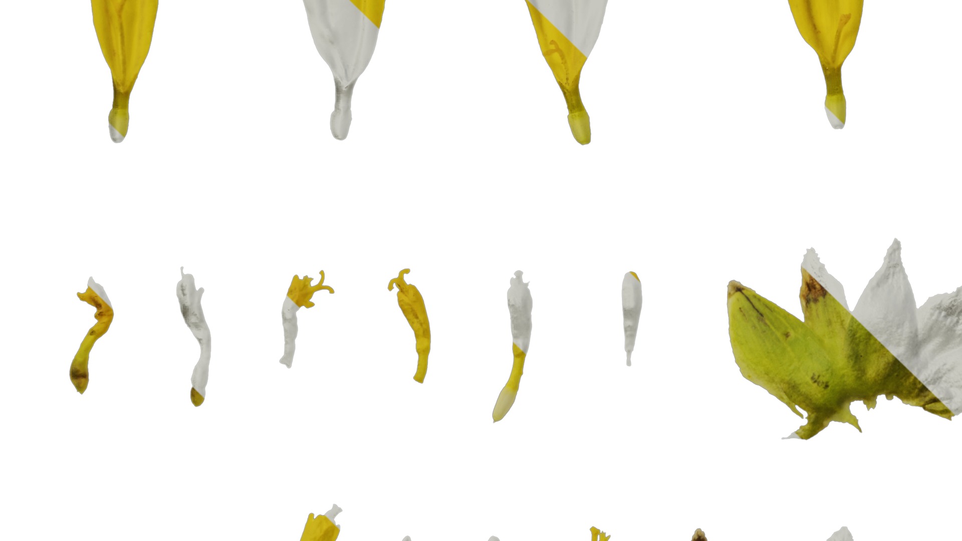 Anydrafts Euryops chrysanthemoides Flower 05 Texture_5