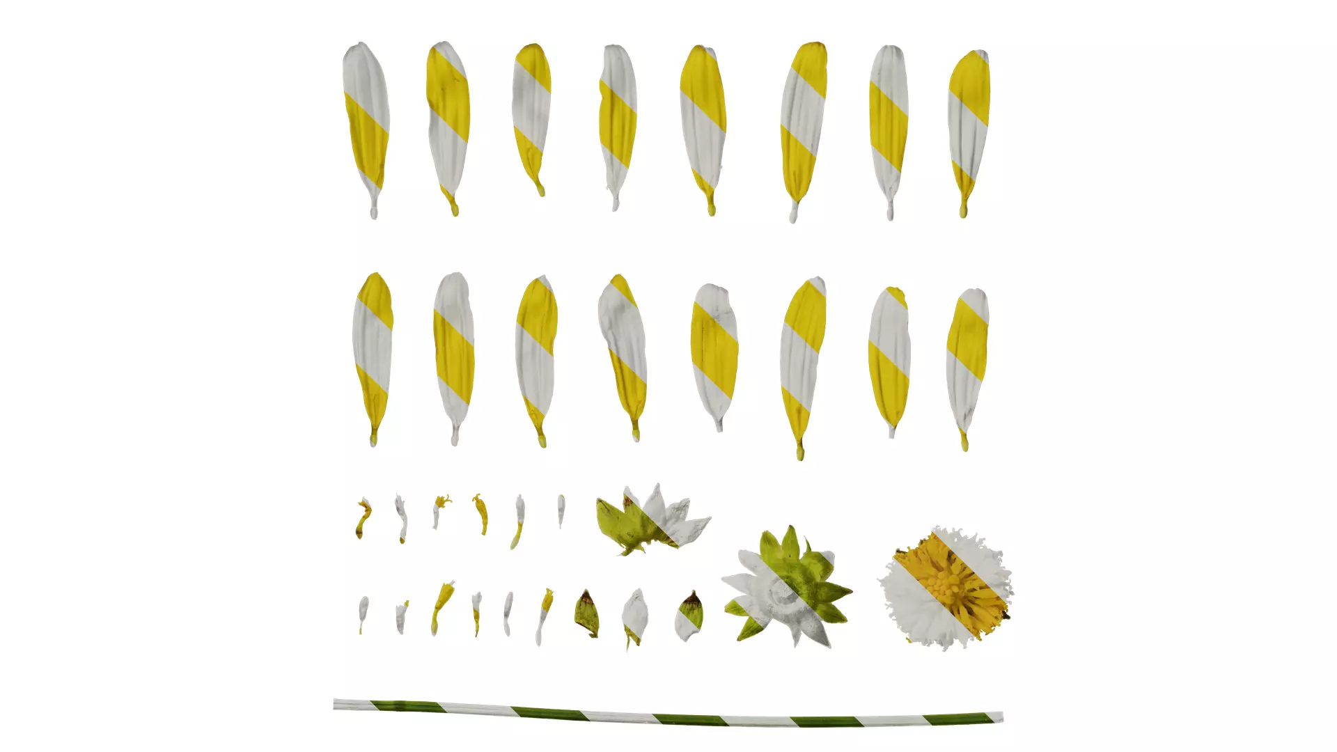 Anydrafts Euryops chrysanthemoides Flower 05 Texture_0